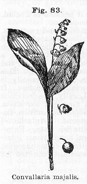 Fig. 083. Convallaria majalis.