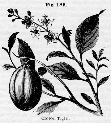 Fig. 185. Croton Tiglii.