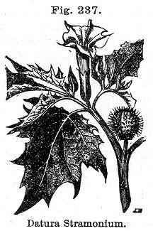 Fig. 237. Datura Stramonium.