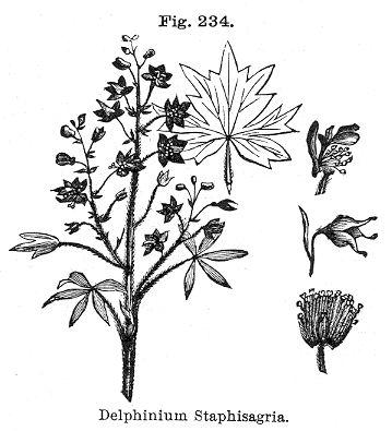 Fig. 234. Delphinium Staphisagria.