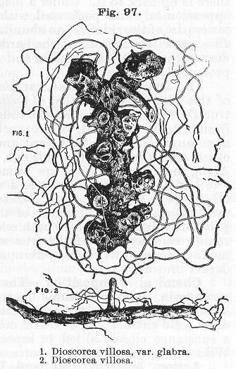 Fig. 097. 1. Dioscorea villosa, var. glabra. 2. Di...