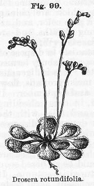 Fig. 099. Drosera rotundifolia.