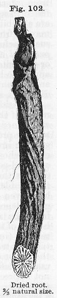 Fig. 102. Dried root.