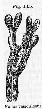 Fig. 115. Fucus vesiculosus.