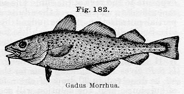 Fig. 182. Gadus Morrhua.