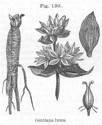 Fig. 120. Gentiana lutea.