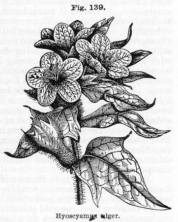 Fig. 139. Hyoscyamus niger.