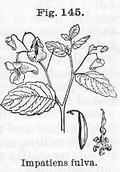 Fig. 145. Impatiens fulva.