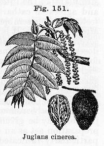 Fig. 151. Juglans cinerea.