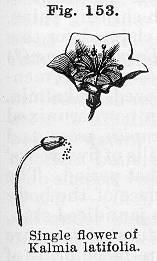 Fig. 153. Single flower of Kalmia latifolia.