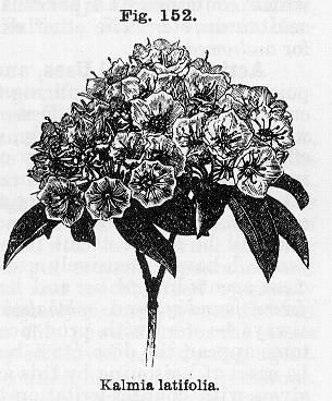 Fig. 152. Kalmia latifolia.