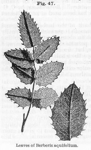 Fig. 047. Leaves of Berberis aquifolium.