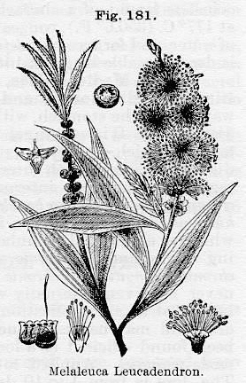 Fig. 181. Melaleuca Leucadendron.