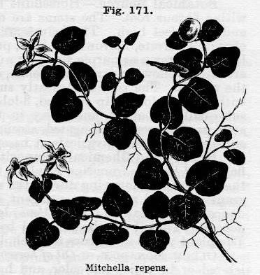 Fig. 171. Mitchella repens.