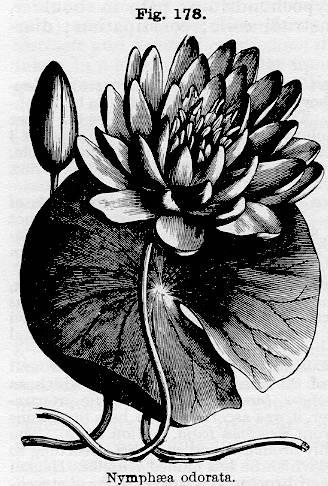 Fig. 178. Nymphaea odorata.