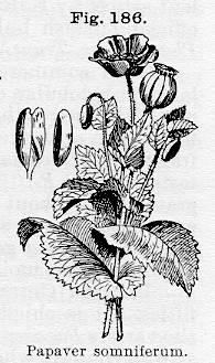 Fig. 186. Papaver somniferum.