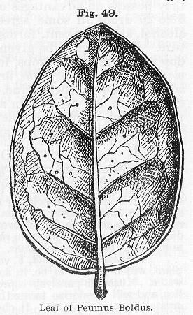 Fig. 049. Leaf of Peumus boldus.