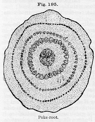 Fig. 195. Poke-root.