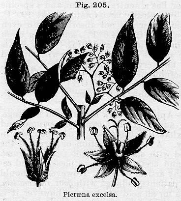 Fig. 205. Picraena excelsa.