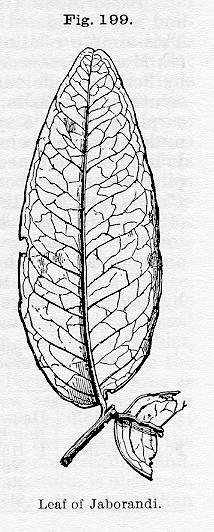 Fig. 199. Leaf of Jaborandi.