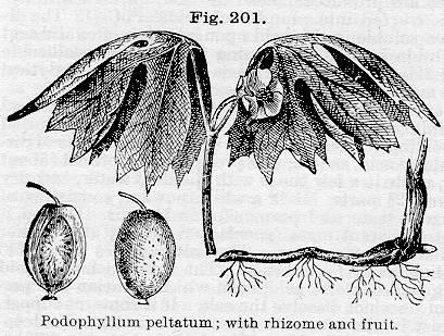 Fig. 201. Podophyllum peltatum; with rhizome and f...