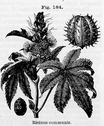 Fig. 184. Ricinus communis.