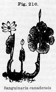 Fig. 216. Sanguinaria canadensis.