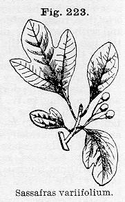 Fig. 223. Sassafras variifolium.