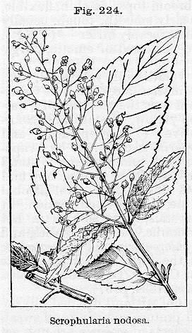 Fig. 224. Scrophularia nodosa.