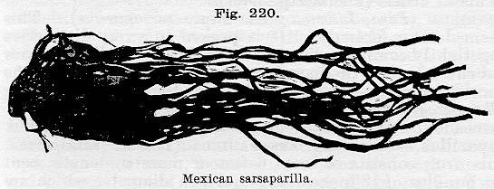 Fig. 220. Mexican sarsaparilla.