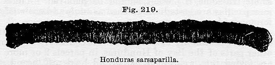 Fig. 219. Honduras sarsaparilla.