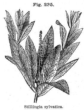 Fig. 235. Stillingia sylvatica.