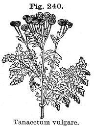 Fig. 240. Tanacetum vulgare.