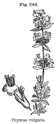 Fig. 246. Thymus vulgaris.