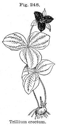 Fig. 248. Trillium erectum.