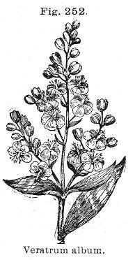 Fig. 252. Veratrum album.