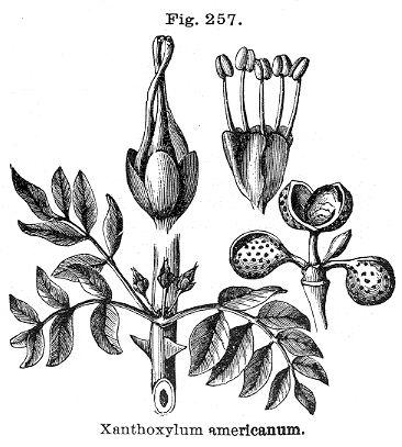 Fig. 257. Xanthoxylum americanum.