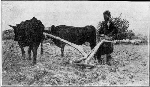 Ploughboy in the licorice valley of the Hermus.