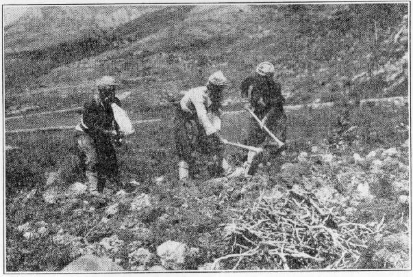 Turks digging licorice. Old roman highway in backg...