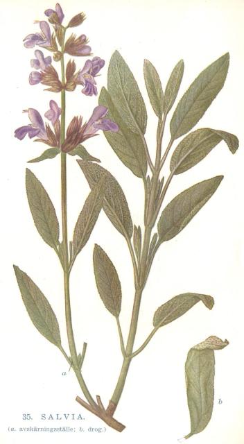 35. Salvia.