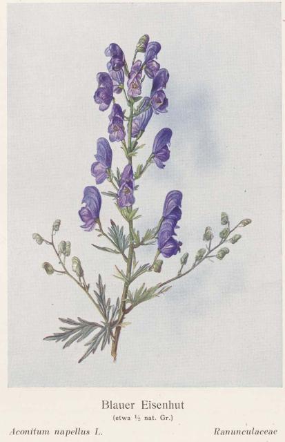 Madaus Bild Aconitum Napellus