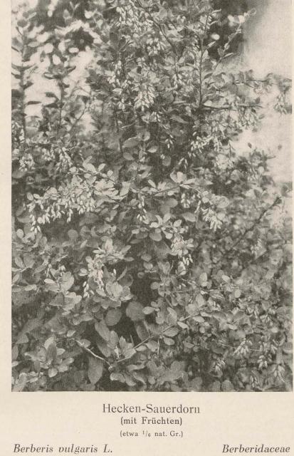 Madaus Bild Berberis Vulgaris 1