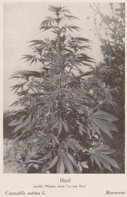 Madaus Bild Cannabis Sativa