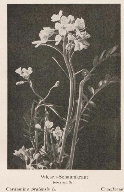 Madaus Bild Cardamine Pratensis