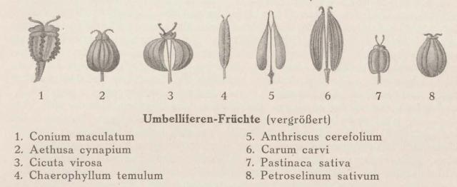 Madaus Bild Conium Maculatum 3