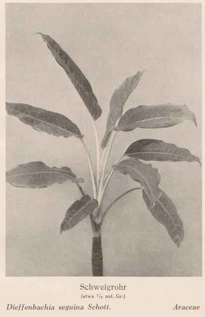 Madaus Bild Dieffenbachia Seguina