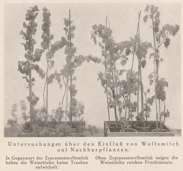 Madaus Bild Euphorbium Cyparissias