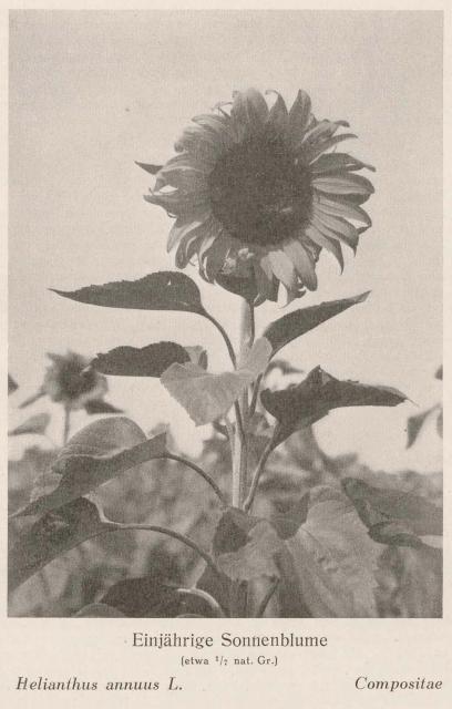 Madaus Bild Helianthus Annuus