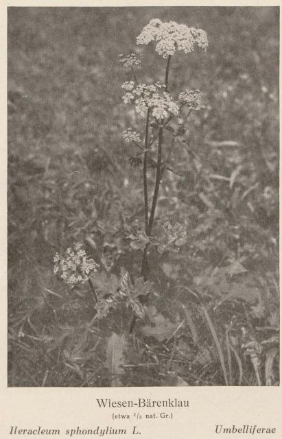 Madaus Bild Heracleum Sphondylium