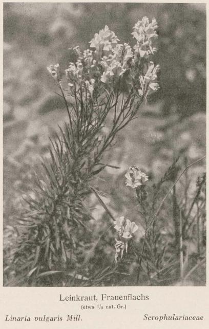 Madaus Bild Linaria Vulgaris